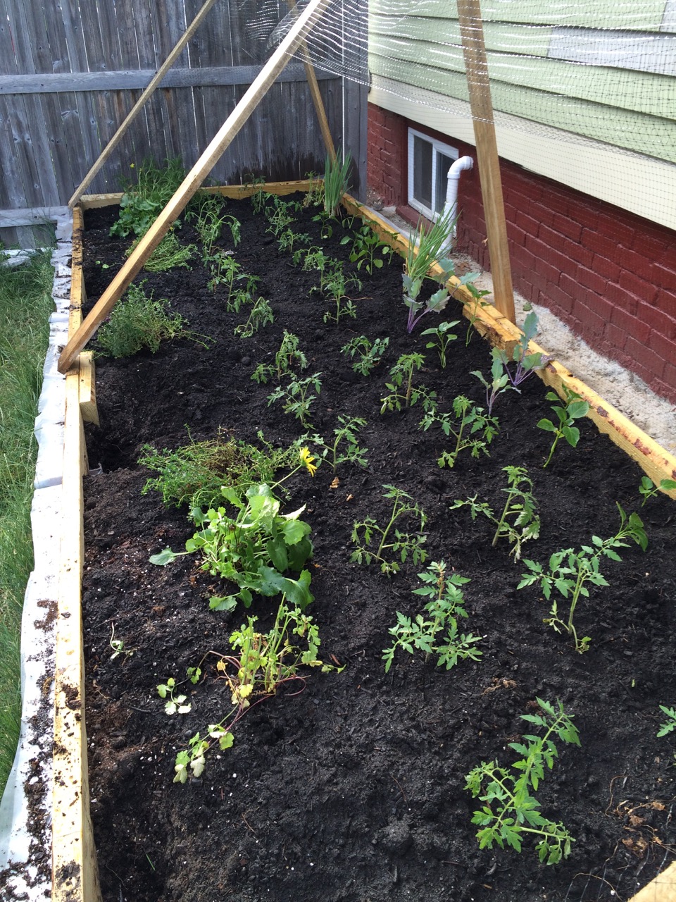 Backyard raised gardens | Mittra Productive Landscapes